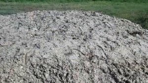 Как сохранить  свекольный жом на зиму