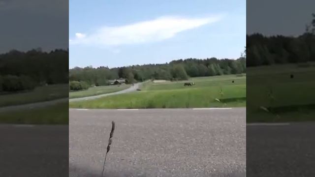 The Polestar 2 in motion | test-drive | смотреть онлайн