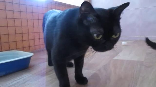 бомбейские котята и бурма 2 месяца смотреть онлайн