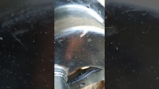 Замена сальников на рулевой рейке Форд Фьюжн 1.6, 2006 г.в