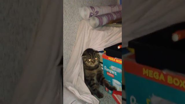 satan's kitten Котёночек сатаны или Кумамон без яичек смотреть онлайн