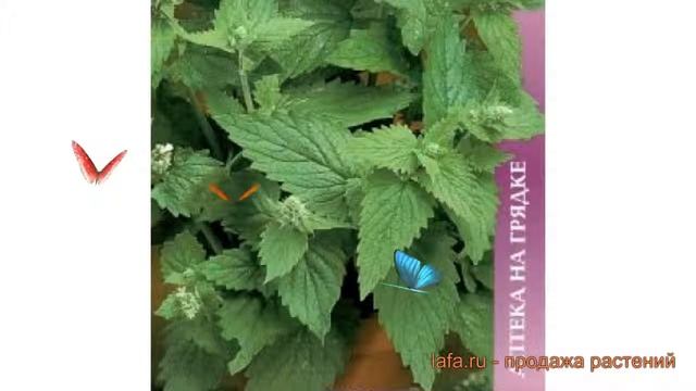 Котовник обыкновенный Базилио (bazilio) ? Базилио обзор: как сажать, семена котовника Базилио