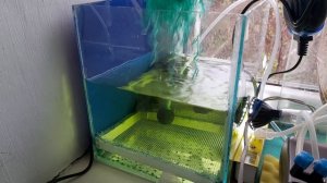 Разведение аквариумных рыбок Кардинал (Tanichthys albonubes) | White cloud mountain minnow breeding