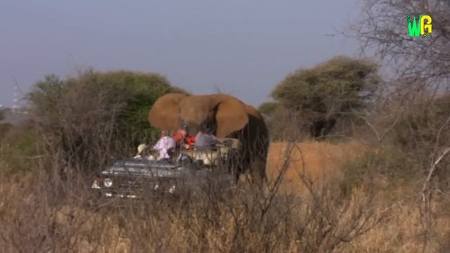 जब शेर को हाथियों के सामने हार माननी पड़ी | When Lion Lost its Glory to Elephants смотреть онлайн