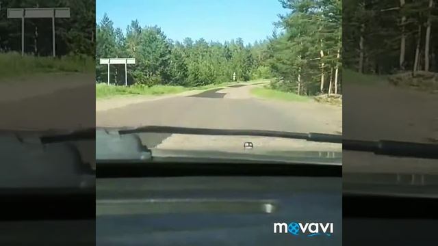 Семей, бор. Природа. Семипалатинск. смотреть онлайн