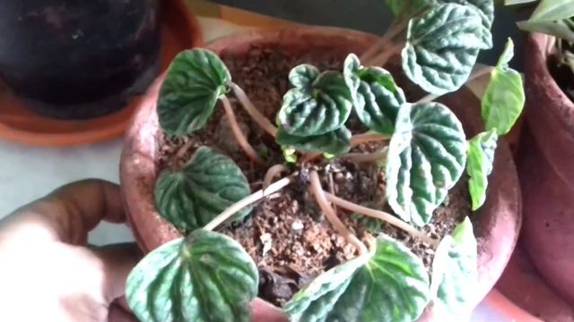 PEPEROMIA CAPERATA / RIPPLE PEPEROMIA CARE GUIDE || BLOOMING BEE