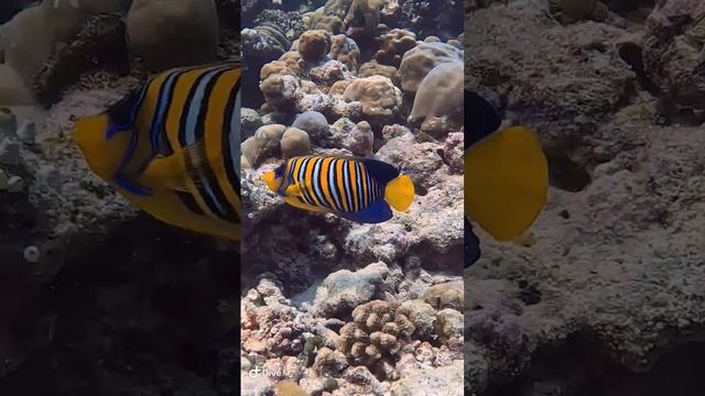 Королевский ангел смотреть онлайн