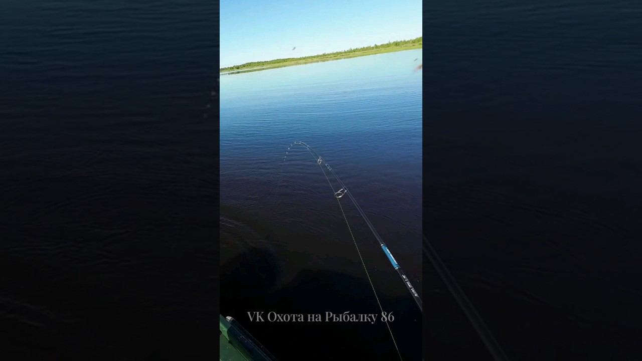 Рыбалка мечта #рыбалка #щука #спининг #fishing #pike #pikefishing #perch смотреть онлайн
