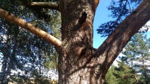 редчайшее дерево  реликтовая сосна