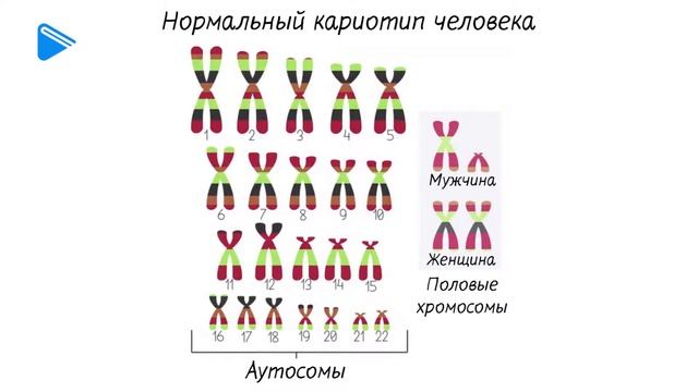 8 класс - Биология - Половая система смотреть онлайн