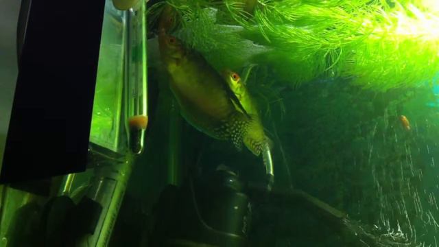 часть 2 малый аквариум смотреть онлайн