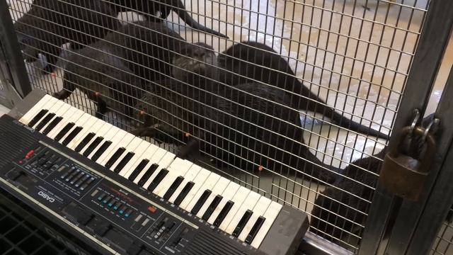 Asian Small-Clawed Otters Celebrate Enrichment at the Smithsonian's National Zoo смотреть онлайн