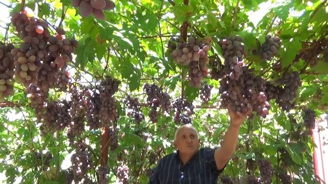 ДОЖДИ, ОИДИУМ И МИЛДЬЮ, А У БАЙКОНУРА ОПЯТЬ РЕКОРДНЫЙ УРОЖАЙ! смотреть онлайн