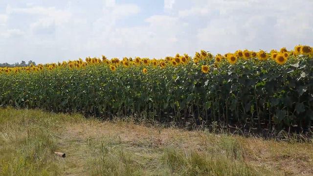 Дорога в Крым что посмотреть по пути 27 июля 2022 г. смотреть онлайн