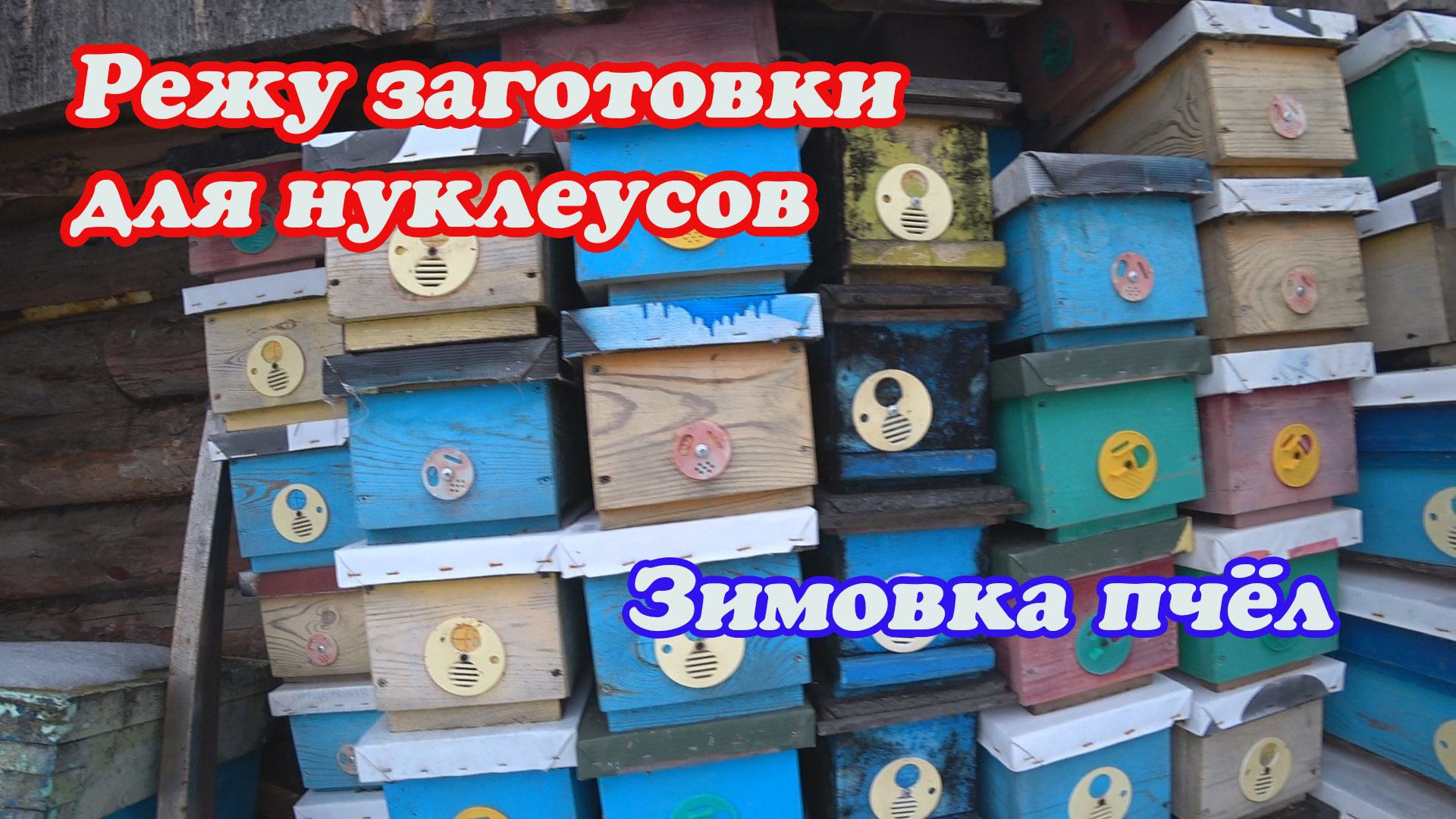 РЕЖУ ЗАГОТОВКИ ДЛЯ НУКЛЕУСОВ, КАК ПРОХОДИТ ЗИМОВКА ПЧЁЛ В ОМШАННИКЕ. смотреть онлайн