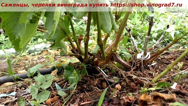 Прививка винограда в боковой зарез. Работа, любимая работа. Пузенко Наталья Лариасовна смотреть онлайн