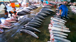 Вылов и переработка 80 миллионов рыб-убийц - разделка акул на мясо и плавники