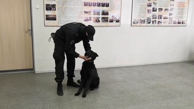 Кинолог вологодского ОМОН поделился секретами дрессировки собаки смотреть онлайн