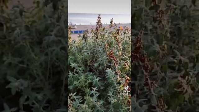 Нашествие божьих коровок на пляжи Краснодарского края 09.07.2021г. смотреть онлайн