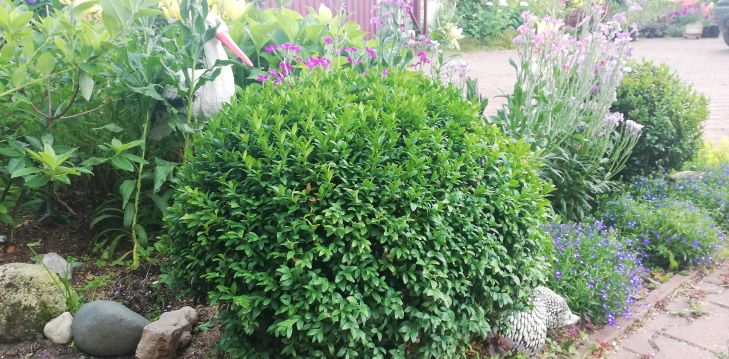 САМШИТ В ПОДМОСКОВЬЕ. СЕКРЕТ ВЫРАЩИВАНИЯ смотреть онлайн