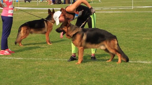 Главная выставка НКП РСЛНО. Смоленск 23-24 июля 2016 смотреть онлайн