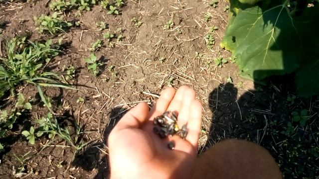 Как цветет подсолнух, который съела совка. смотреть онлайн