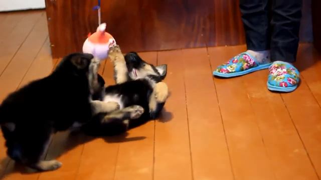 №2 Суки Тайм Сарынь А... (Т.С. Оушен + Т.С. Дарси)