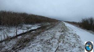 Очередная охота на норку! Добыл пару крупных самцов. Огромные норки! Январь 2021