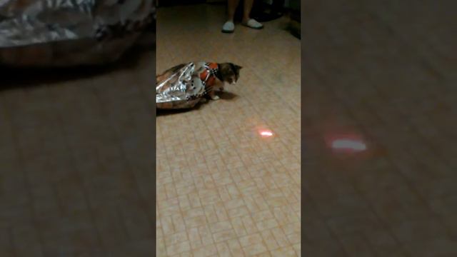 Моя любимая кошка😍Жаль что её нету на свете! смотреть онлайн