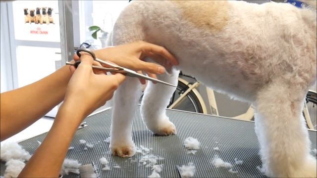 Grooming Guide - Grooming A Bolognese #20