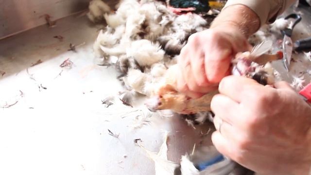 Waterfowl Butchering - 05. Whole Plucked Duck смотреть онлайн