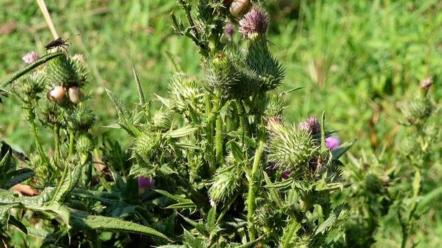 Волшебство летнего поля. красивая природа. Звук сверчков в поле смотреть онлайн