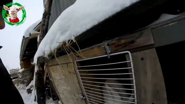 Кролиководство и размеры клеток - краткий обзор смотреть онлайн