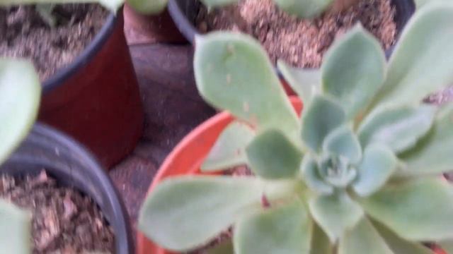 Echeveria Stolonifera смотреть онлайн