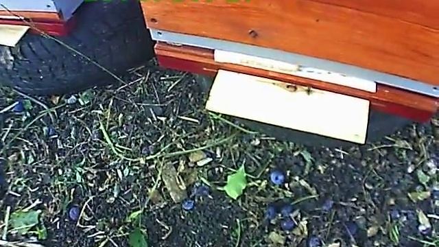 Моя пасека (сонные пчёлы) смотреть онлайн