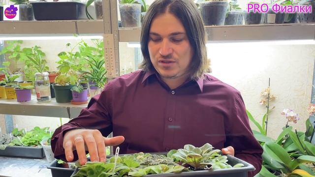 Лучший день! Сегодня у меня ДЕНЬ РОЖДЕНИЯ! Фиалочник ВОЗВРАЩАЕТСЯ! смотреть онлайн