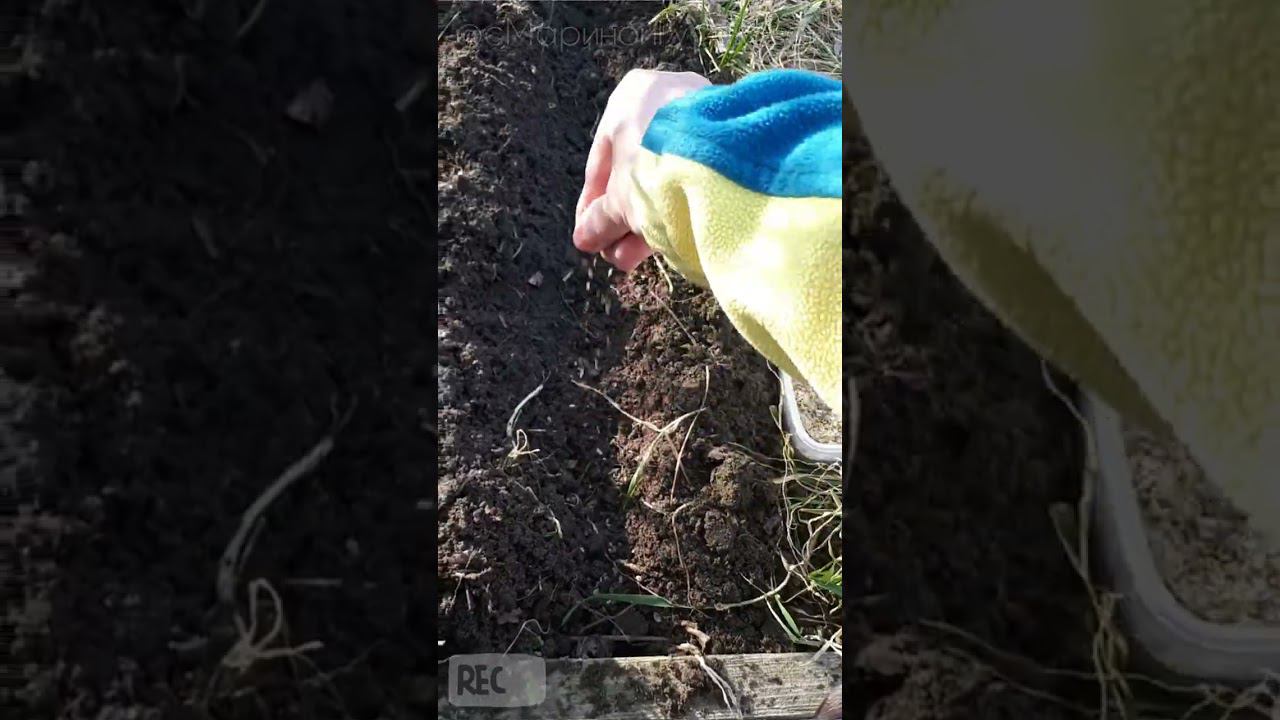 Первые посевы семян в ОТКРЫТЫЙ ГРУНТ ☘️ ЧТО ЭТО с сидератами? ☘️20 марта #огород #посевсемян #дача смотреть онлайн