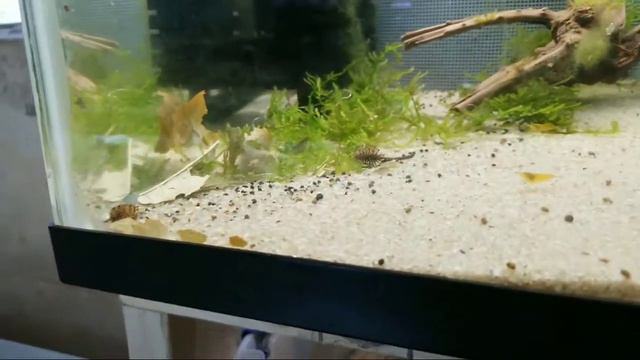 Prepare Shrimp Tank Before Vacation смотреть онлайн