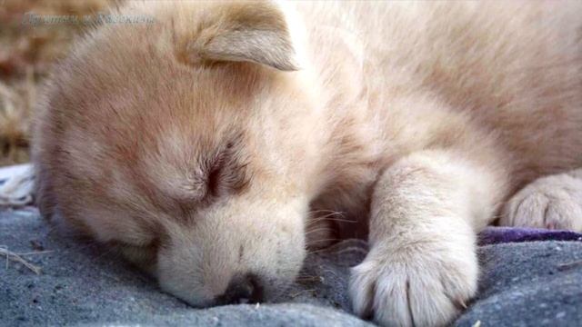 Волчья Преданность. Какая Разница Волк Он Или Собака. Он Мой Друг! смотреть онлайн