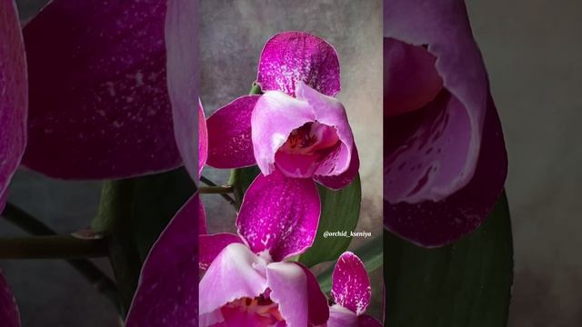 Phal. Sally 1 peloric ? Пышное домашнее цветение голландского пелора Сэлли ?? Шикарная орхидея ? смотреть онлайн