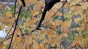 Повесть Виталия Полозова "На заимке" продолжение, часть 10, читает автор.