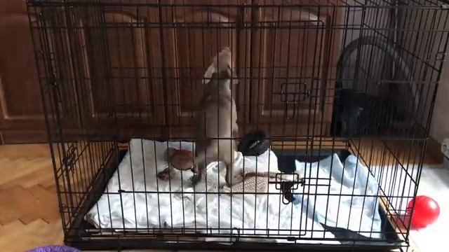 Щенок воет в клетке. Собака воет одна дома. Питбуль Джина 2 месяца смотреть онлайн