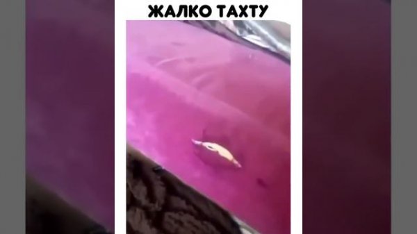 Жалко тахту😂😂😂#юмор #видеоприколы