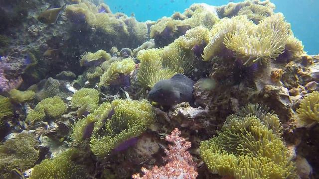 Большая коричневая мурена Анемон Риф (Anemone Reef) Пхукет 2017 смотреть онлайн
