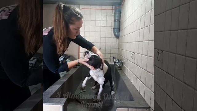 Купание американского стаффордширского терьера смотреть онлайн