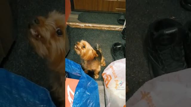 кто накакал? смотреть онлайн