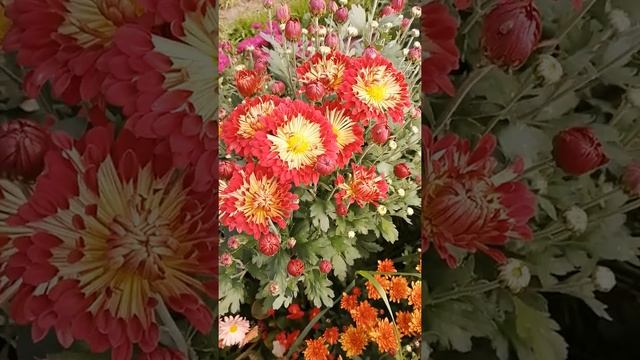 Корейская хризантема Красуня смотреть онлайн