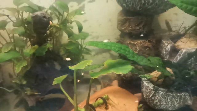 Buffalo Head Cichlid / Lionhead / Blockhead Cichlid смотреть онлайн