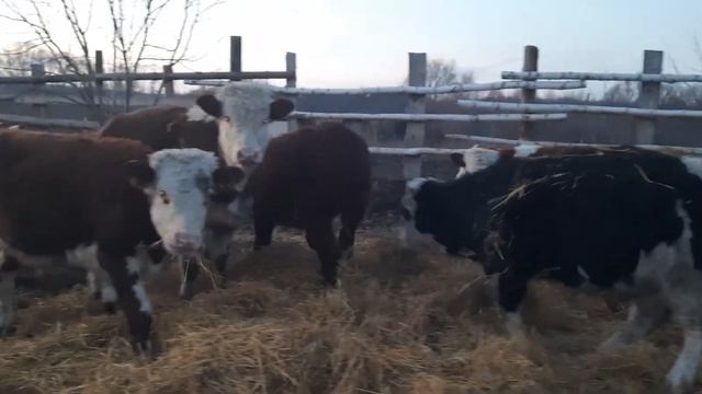 бычки герефорды 100 голов ,,продам 89021269981 вацап вайбер, Ульяновск, смотреть онлайн