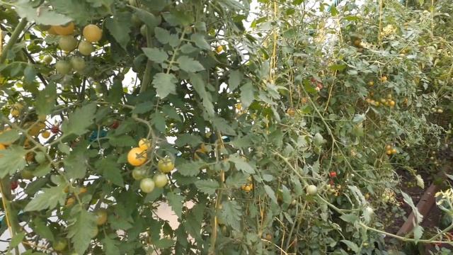 С ВОЗВРАЩЕНИЕМ !!!!НЕМНОГО О ТОМАТАХ ЧЕРРИ. ОБЗОР СОРТОВ АККАРДИОН, САМЕР САН ,КЛУБНИЧНЫЙ ТИГР. смотреть онлайн